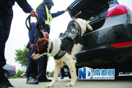 2这么大型的专项行动,怎么可以少了缉毒犬的身影。