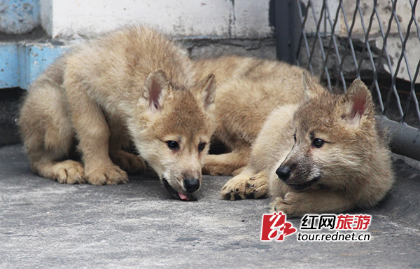 这两头幼狼出生于9月底，姿态间已经有一些“狼样”了。