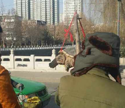 石家庄街头有人卖巨龟 号称野生麒麟龟