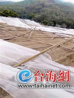 ▲生姜地里都是被风吹倒的大棚