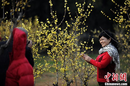 1月15日，淡黄色的蜡梅花星星点点的点缀在蜡梅树上，引得游人纷纷驻足留影。中新社发 张畅 摄