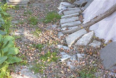 银杏价格跌至30年最低 江苏多地果农懒得采摘