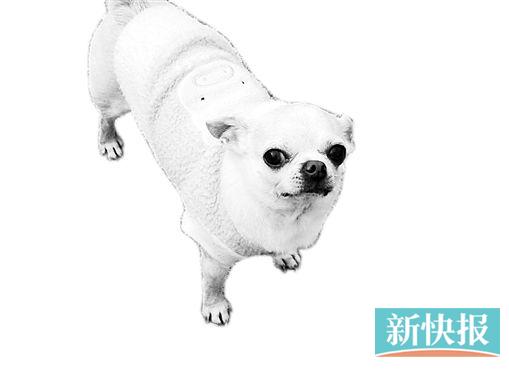 小淘气