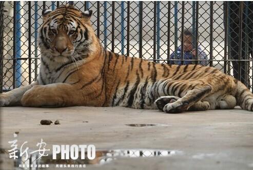 蚌埠女子到动物园游玩 一眼看出老虎后脚有炎