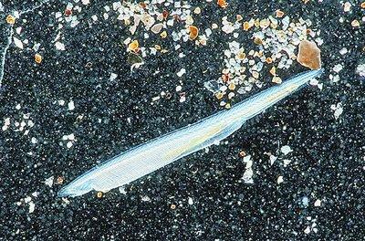 厦门活化石文昌鱼上荧屏 有“水中大熊猫”之称