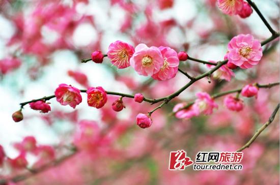 (梅花烂漫。姚冶摄)