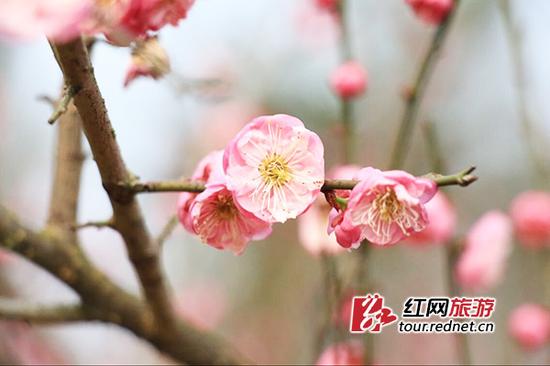 (洋湖湿地公园内,也有几处梅花开放。李文君摄)