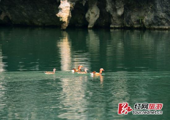 11日，张家界大峡谷内鸳鸯在湖光山色里嬉戏