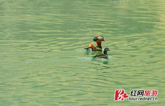 11日，张家界大峡谷内鸳鸯在湖光山色里嬉戏