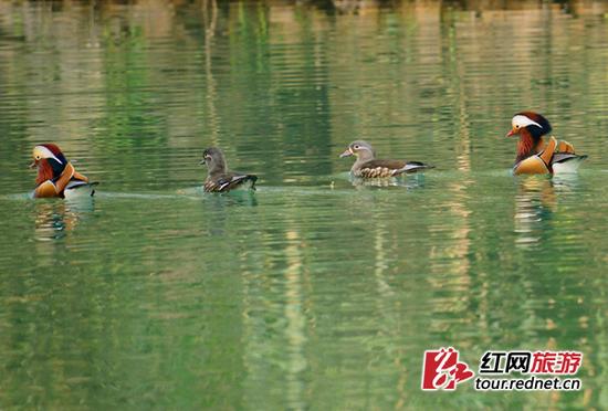 11日，张家界大峡谷内鸳鸯在湖光山色里嬉戏