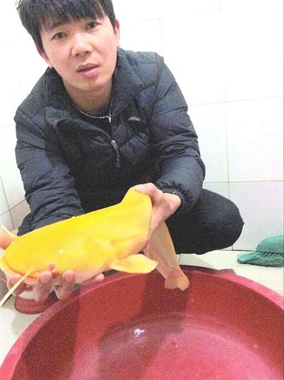 金色鲶鱼