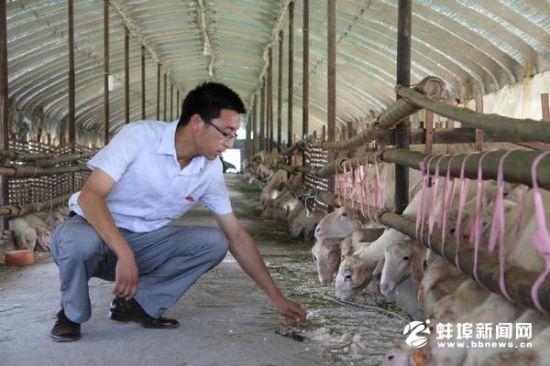 蚌埠80后夫妻放弃高校讲师工作当羊倌