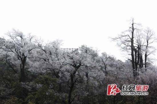 丁云娟摄 大年初五天门山雾凇花开云海涌 游客爆满一票难求副本