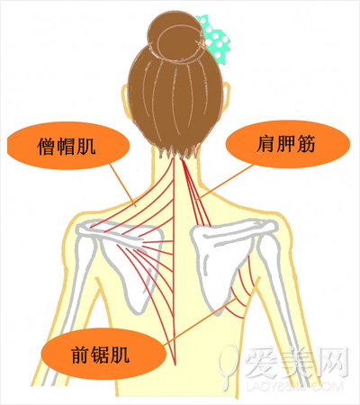  动一动肩胛骨促进循环 提升代谢还消疲劳 