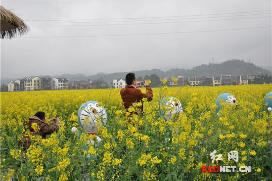 尽管刚刚摆放在油菜花中，不少游客已经与可爱的“哆啦A梦”开始了“亲密接触”