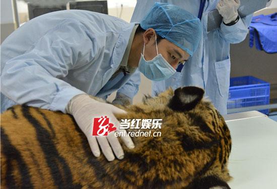 黄轩给老虎做体检被吓呆