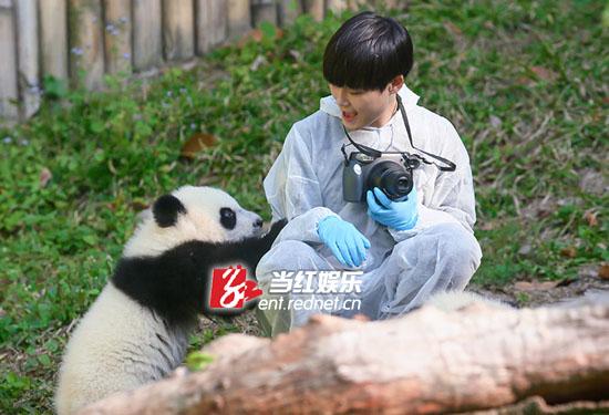 李宇春与熊猫宝宝相处很和谐