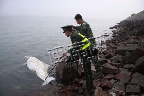 中华白海豚被拖上岸