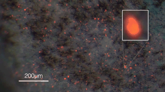 一只雄性美洲变色龙白色皮肤样本的颜色变化。插入显示的是放大10倍的单个细胞
