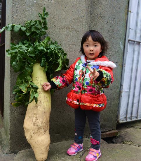 常德蔬菜基地种出超级大萝卜 重23斤长约1米