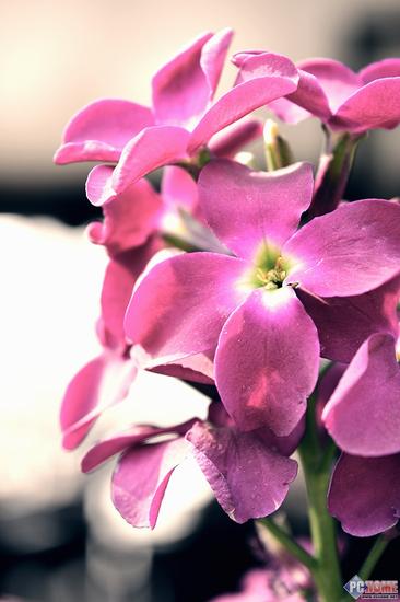 轻薄触控单反2in1 尼康D5500首发评测