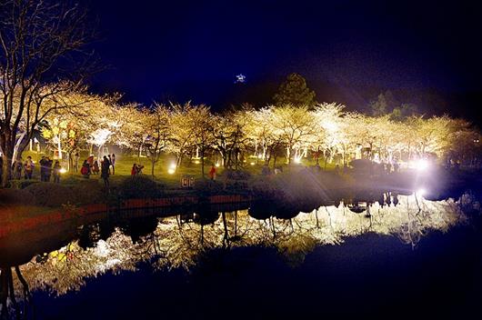 图为：昨日，东湖樱园璀璨亮灯 （记者万多摄）
