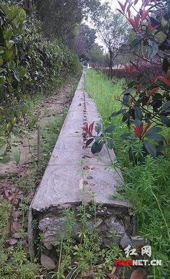 (3月20日，芙蓉区区治大院的围墙根基快被青草覆盖。早在去年10月，芙蓉区委、区政府就带头拆除了大院围墙。)