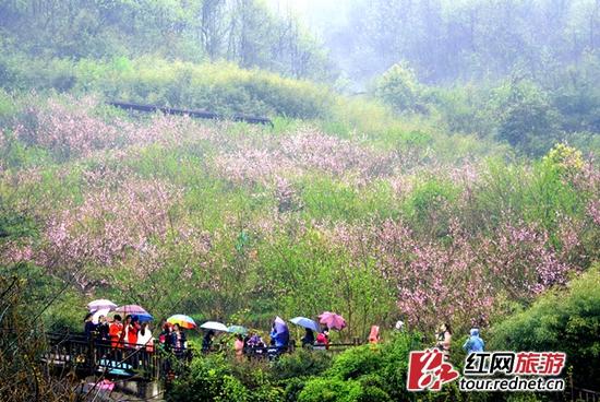 (灰汤东鹜山桃花谷中,山雾飘渺,粉红点缀绿林,别有浪漫风情。)