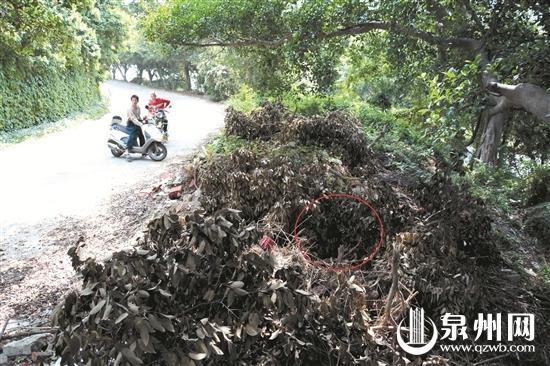 女孩被强抱进路边枯枝堆猥亵（画圈处）