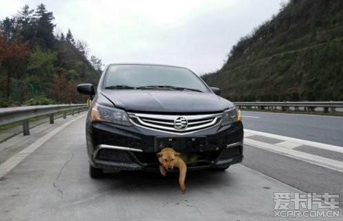 小狗横穿高速被撞进车身 被带着跑800里生还(图)