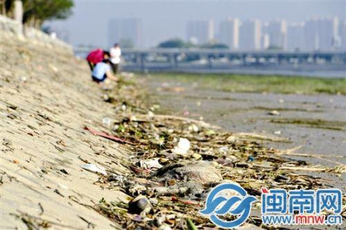 金山公园江岸边,近处一头死猪爬满了苍蝇