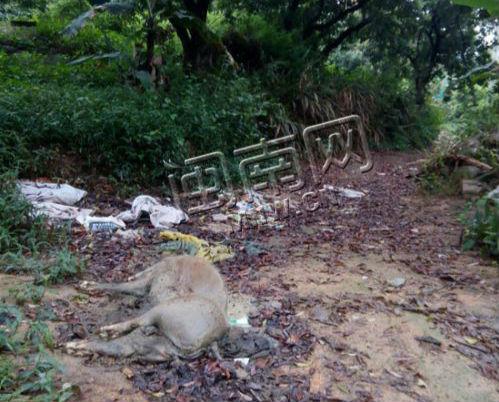 被乱丢在荔枝林的病死猪，已经腐烂