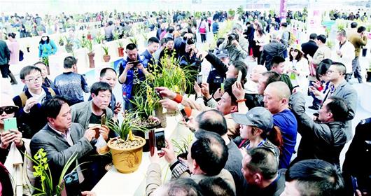 兰花展览厅,吸引了上万中外游人前来赏兰品兰