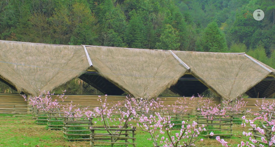 杭州现中国最美猪圈:后花园游泳池一应俱全