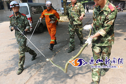 大花蛇闯入小区