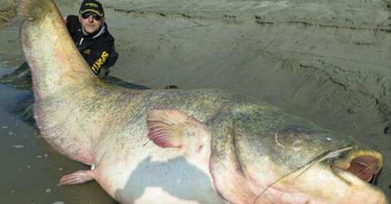 波兰渔民捕巨型鲇鱼 腹内发现纳粹军官遗体