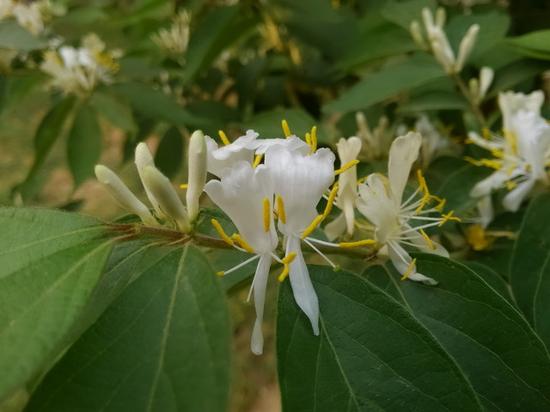 春天到了拍花去 解读手机微距摄影技巧 