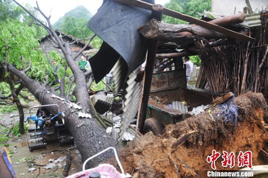 湖南江永一村庄遭龙卷风袭击 合抱大树被连根拔起
