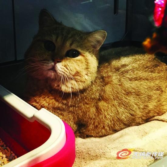 锡城宠物发烧友海淘洋宠 怪异宠物邮寄问题不