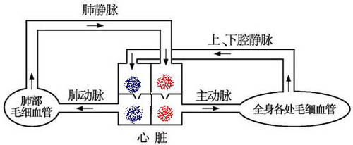 正常人的血液循环(医生供图)