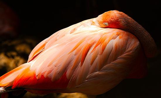 千山鸟拍绝 拍摄飞鸟的9个小技巧|动物摄影|对