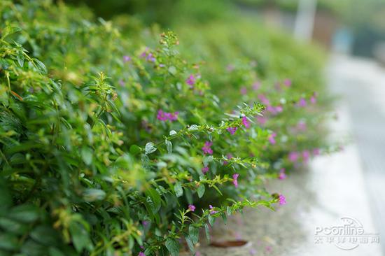 焕然一新 索尼24-70mm F2.8 II镜头评测|配件|佳