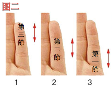 小指中三个指节哪个最长？
