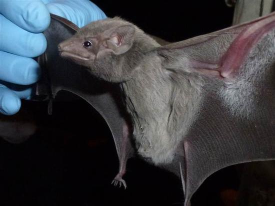 埃及墓蝠。来源：MERS-CoV found in bat; hunt for other sources goes on Photo courtesy of Jonathan H. Epstein  copyright EcoHealth Alliance 2013