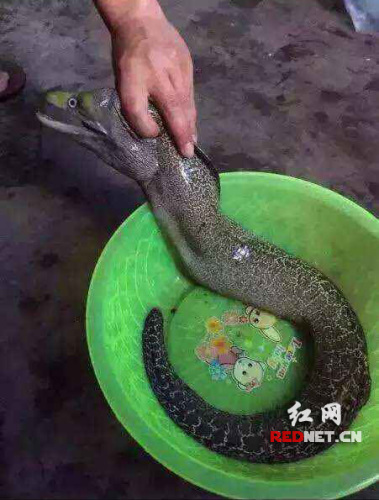 浏阳龙伏镇村民钓鱼时钓上来的怪鱼。