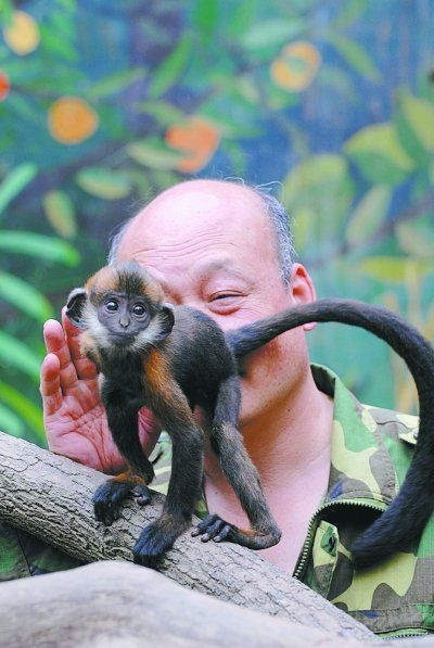 图为张帮胜在舔小猴子的屁股。