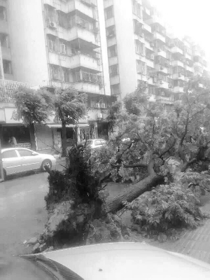 汕头市区一棵大树被连根拔起。
　　信息时报记者 林鸿摄