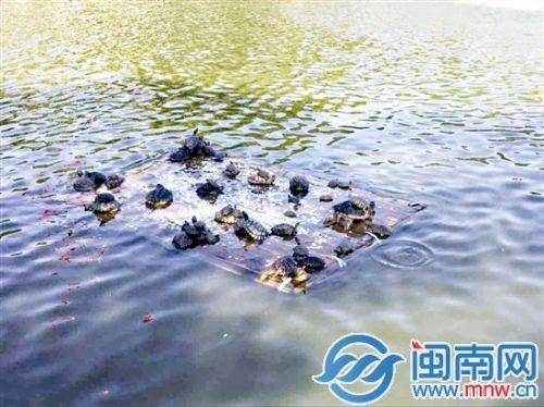 放生池内，乌龟在一块1平方米左右的木板上叠罗汉