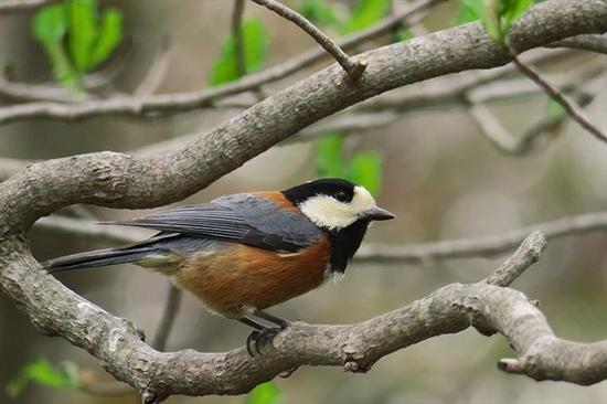 佳能G3X\/索尼RX100IV买哪款