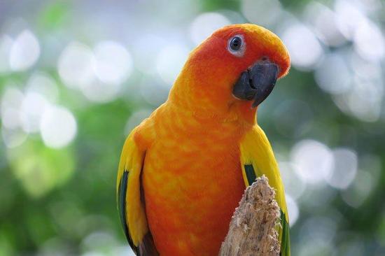 佳能G3X\/索尼RX100IV买哪款